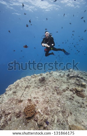 Scuba diver Elyn Stubblefield using a reef hook to watch sharks and other fish in the strong currents of the world famous Blue Corner dive site off the islands of Palau in Micronesia.