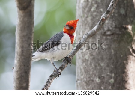 Red-crested Cardinal (Paroaria coronata) at the Buenos Aires Ecological Reserve in Buenos Aires, Argentina.