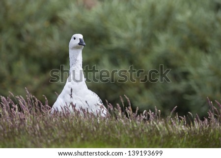 Upland Goose (Chloephaga picta picta), male, on Carcass Island in the Falklands.