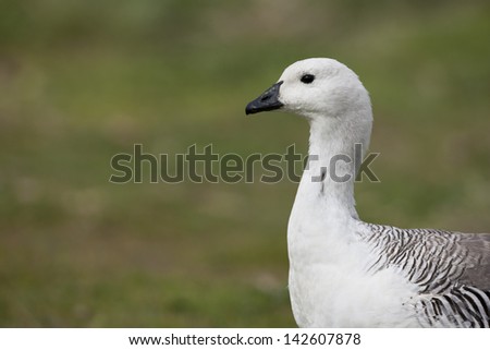 Upland Goose (Chloephaga picta picta), immature male, on Carcass Island in the Falklands.
