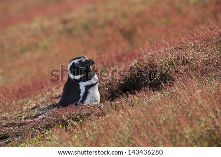 Magellanic Penguin (Spheniscus magellanicus) in it\'s nesting burrow surrounded by red plants on Steeple Jason Island in the Falklands.