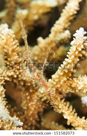 Ornate Ghost Pipefish (Solenostomus paradoxus), on a tropical coral reef in Bali, Indonesia.
