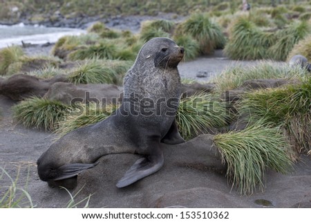 Antarctic Fur Seal (Arctocephalus gazella), young male resting on tussock grass near Salisbury Plain on South Georgia Island.