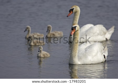 Mute Swan (Cygnus olor) Parents with Goslings