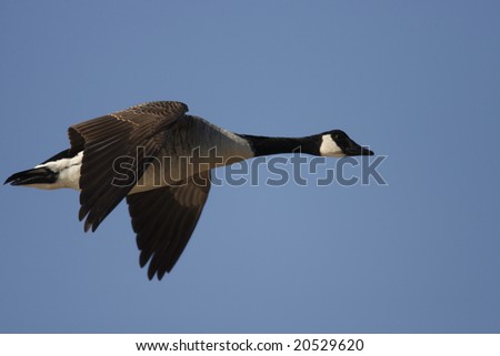 Canada Goose (Branta canadensis canadensis), in flight in clear blue sky.