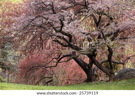 central park spring. pink flowers in Spring in