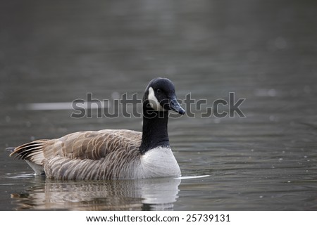 Canada Goose Nyc