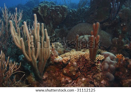 Corral Reef Scene off Bonaire, Netherlands Antilles