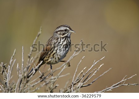 California Sparrow