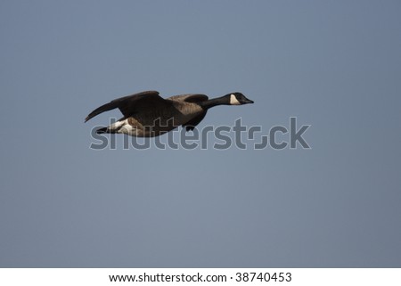 Canada Goose (Branta canadensis canadensis), in flight in clear blue sky.