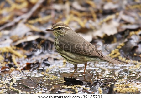 Northern Waterthrush (Seiurus noveboracensis), about to bathe in Tanner\'s Spring in New York\'s Central Park.