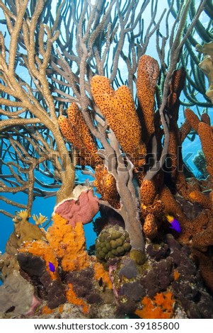Coral and sponge colony on a tropical coral reef, Bonaire, Netherlands, Antilles