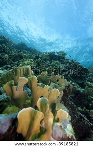 Blade Fire Coral (Millepora complanata) on a tropical reef, Bonaire, Netherlands Antilles.