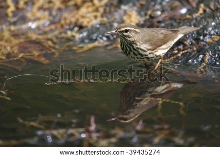 Northern Waterthrush (Seiurus noveboracensis), about to bathe in Tanner\'s Spring in New York\'s Central Park.