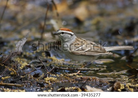 Chipping Sparrow (Spizella passerina passerina), Eastern subspecies, about to bathe in Tanner\'s Spring in New York\'s Central Park.