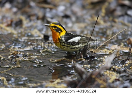 Blackburnian Warbler (Dendroica fusca), Spring male in perfect breeding plumage about to bathe in Tanner\'s Spring in New York\'s Central Park.