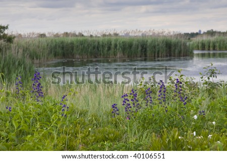 Wildflowers and the West Pond at the Jamaica Bay National Wildlife Refuge, Queens, New York