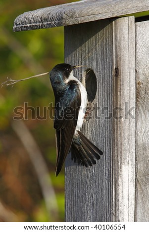Tree Swallow (Tachycineta bicolor), female bringing nesting material to nest box.