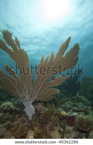 Common Sea Fan (Gorgonia ventalina) and fish on a coral reef, Bonaire, Netherlands Antilles