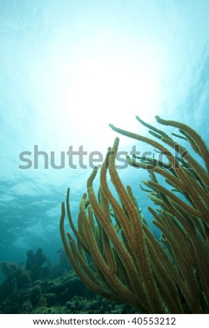 Sea rods on a coral reef, Bonaire, Netherlands Antilles
