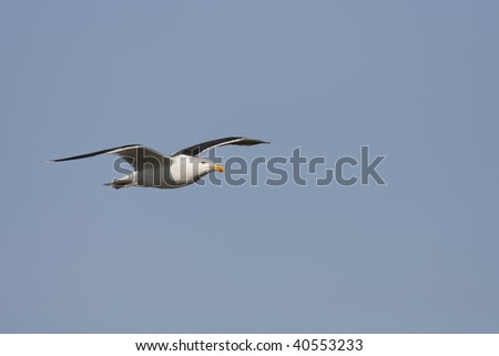 Great Black-backed Gull (Larus marinus), in flight in clear blue sky.