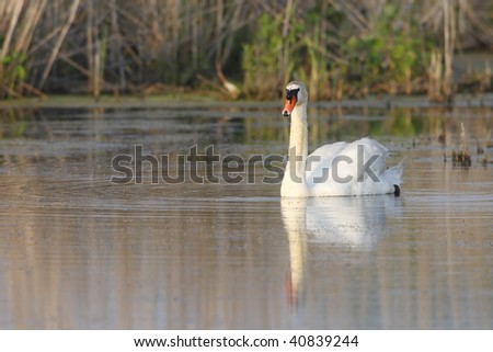 Mute Swan (Cygnus olor) in salt marsh at Jamaica Bay National Wildlife Refuge, Queens, New York