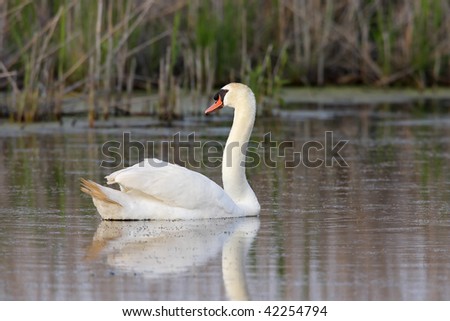 Mute Swan (Cygnus olor) in salt marsh at Jamaica Bay National Wildlife Refuge, Queens, New York