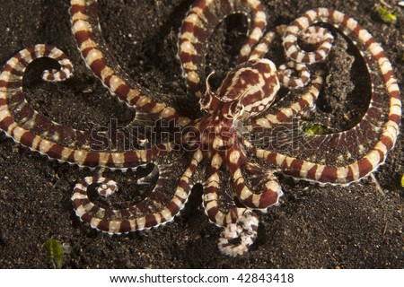 Mimic octopus (Thaumoctopus mimicus) on muck sand bottom in the Lembeh Strait.