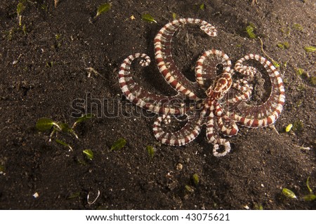 Mimic octopus (Thaumoctopus mimicus) on muck sand bottom in the Lembeh Strait.