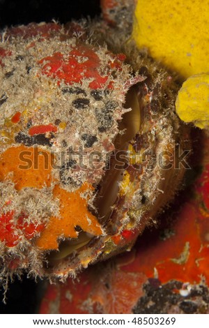 Clam encrusted with sponges as seen on a night dive at Town Pier, Bonaire, Netherlands Antilles.