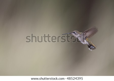 Costa\'s Hummingbird (Calypte costae), immature male.