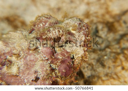 Spotted Scorpionfish (Scorpaena plumieri), Bonaire, Netherlands Antilles