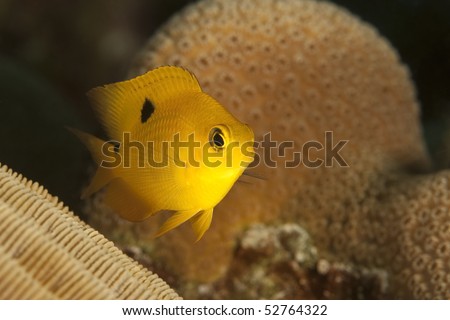 Threespot Damselfish (Stegastes planifrons), Bonaire, Netherlands Antilles