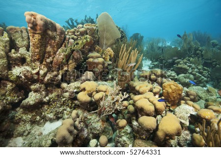 A tropical coral reef in Bonaire, Netherlands Antilles.