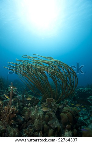 Soft coral billowing in the current against a bright sun and clear blue water on a tropical coral reef in Bonaire, Netherlands Antilles.