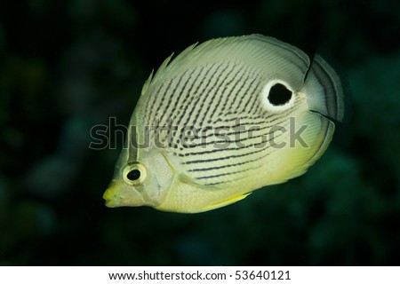 Foureye Butterflyfish (Chaetodon capistratus), Bonaire, Netherlands Antilles