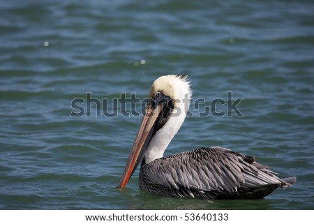 Brown Pelican (Pelecanus occidentalis occidentalis), adult in winter, Bonaire Netherlands Antilles.
