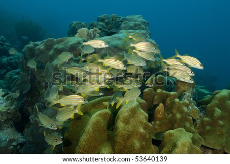 Smallmouth Grunt (Haemulon chrysargyreum) on a tropical coral reef in Bonaire, Netherlands Antilles.