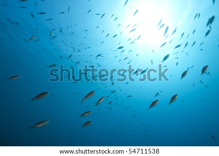 Brown Chromis (Chromis multilineata) swimming against a bright sun and blue water in Bonaire, Netherlands Antilles.