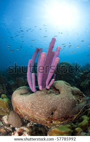 Brown Chromis (Chromis multilineata) swimming over Stove-pipe Sponge (Aplysina archeri) growing out of a brain coral with the sun beaming through the water Bonaire, Netherlands Antilles.
