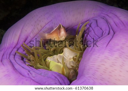 Magnificent Sea Anemone Heteractis Magnifica