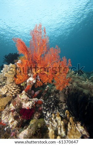 Bright orange sea fan on a tropical coral reef off Bunaken Island in North Sulawesi, Indonesia.