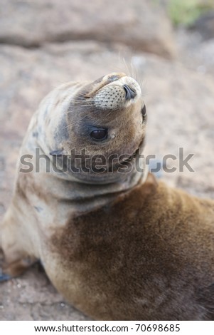 Galapagos Sea Lion (Zalophus californianus wollebacki), on North Seymour Island, Galapagos.