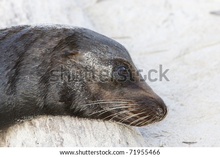 Galapagos Sea Lion (Zalophus californianus wollebacki) resting it\'s head on drift wood.