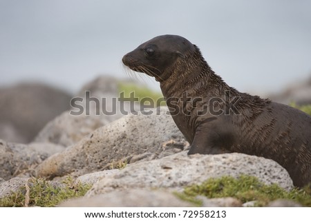 Galapagos Sea Lion (Zalophus californianus wollebacki) a very cute and hungry little pup looking for it\'s mother on South Plaza Island, Galapagos.