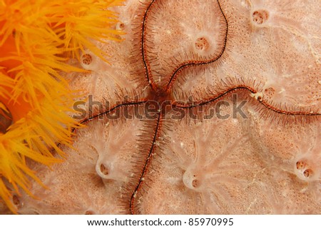 Sponge Brittle Star (Ophiothrix suensonii) on sponge.