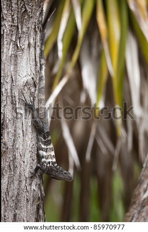 Roatan Spiny-tailed Iguana (Ctenosaura oedirhina) descending a  tree near the CoCo View Resort on the island of Roatan, Honduras.