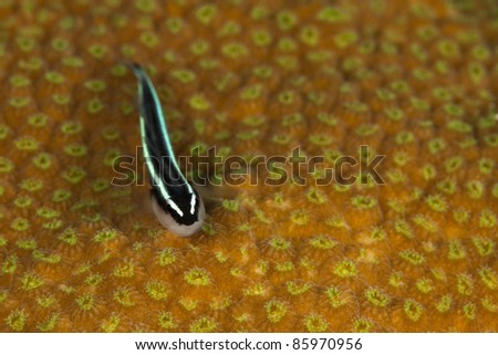 Neon Goby (Elacatinus oceanops) resting on coral on a tropical reef off the island of Roatan, Honduras.