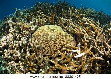 Brain coral in field of staghorn and other corals at the Valley of the Kings Dive Location off the island of Roatan, Honduras.