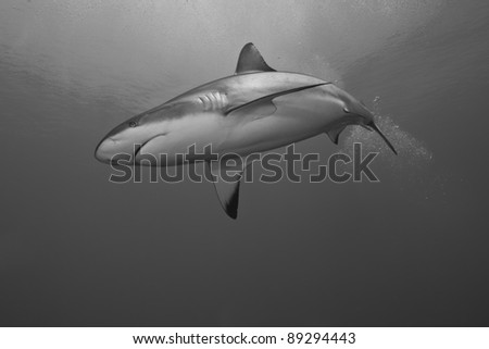 Reef Shark (Carcharhinus perezii) hunting over a tropical coral reef off the island of Roatan, Honduras.